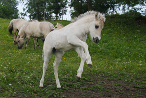 Grey foal from Lunner