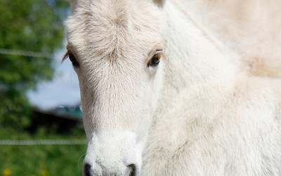 Konservering av genmateriale – langtidslagring av hingstesæd av dei nasjonale hesterasene