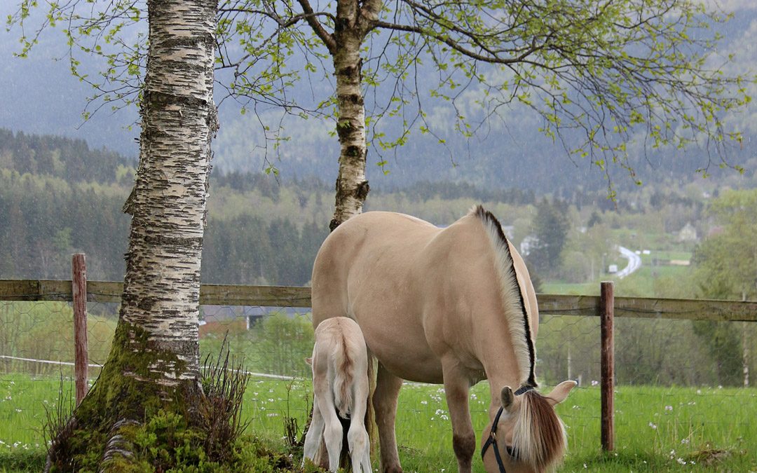 Fleire millionar i støtte til fjordhestprosjekt