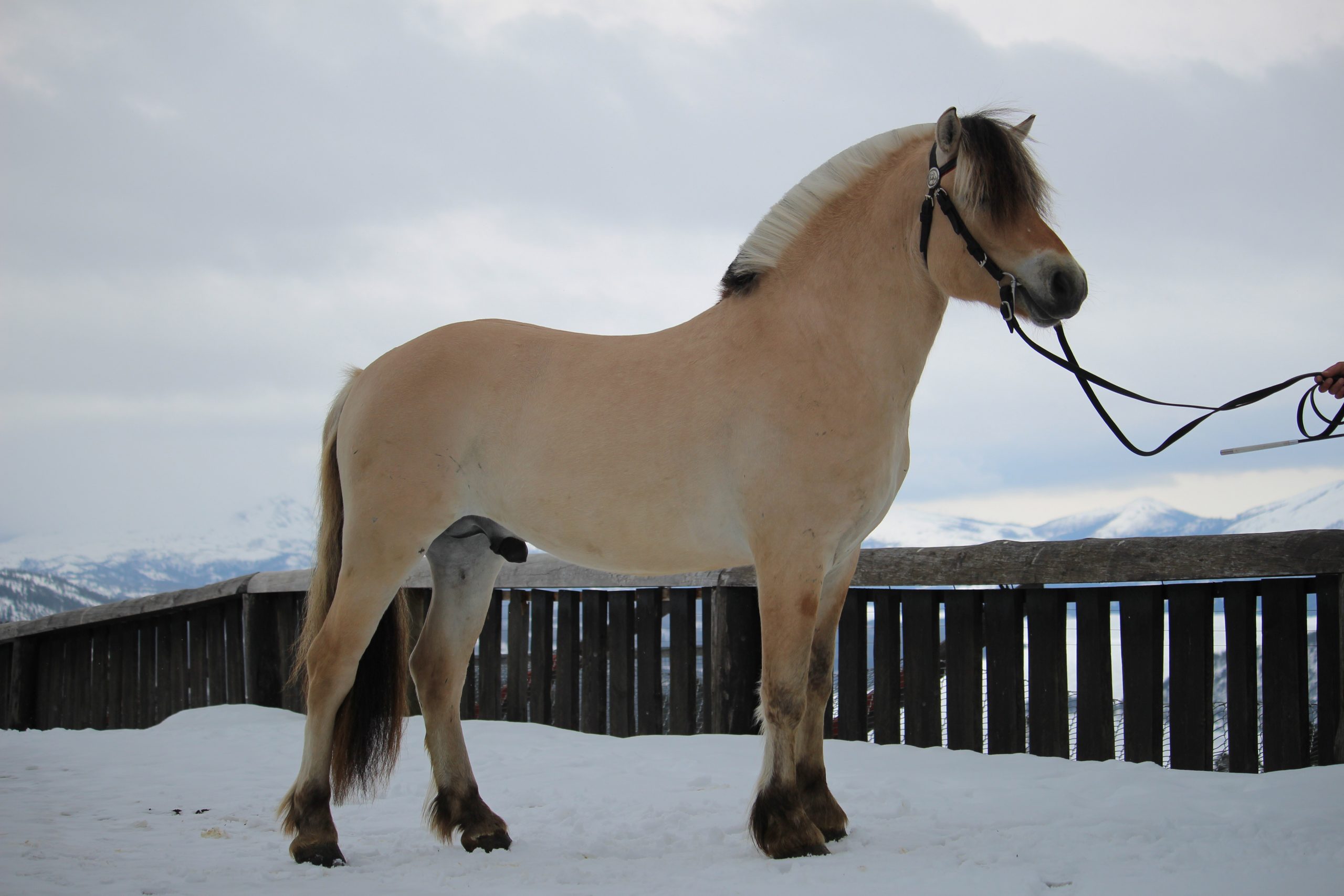 Feedts Jarlen (6)