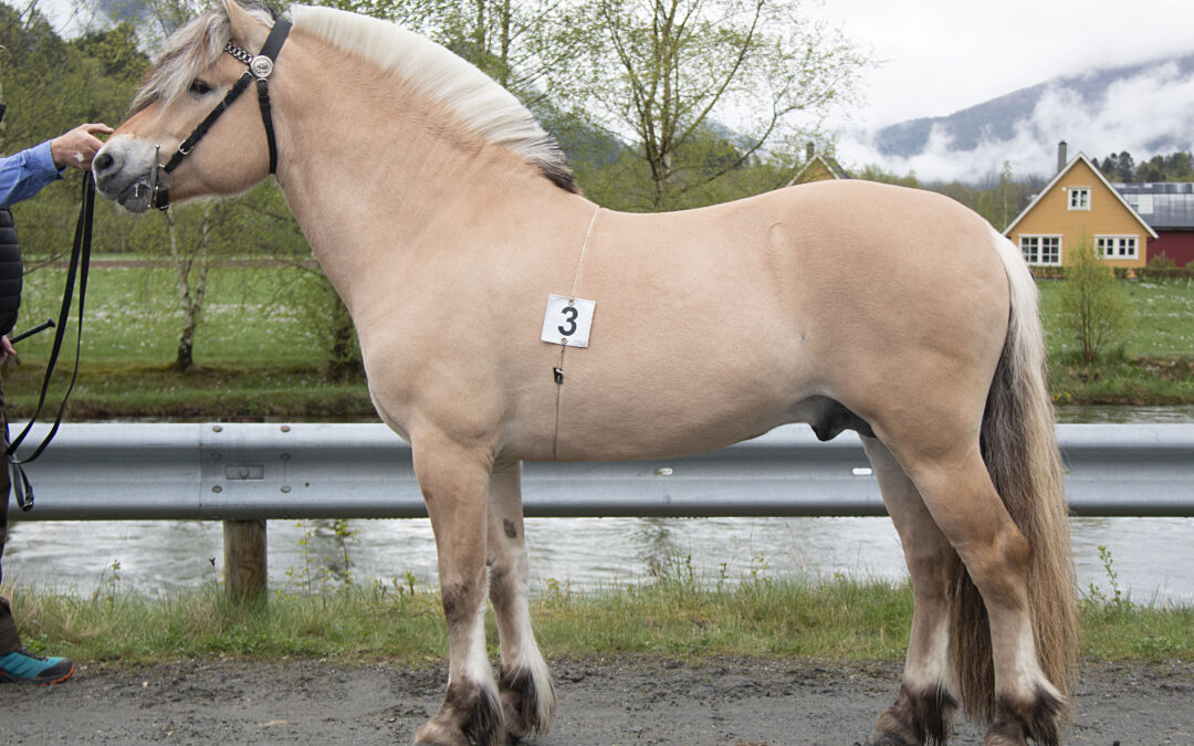 Odals Viking
