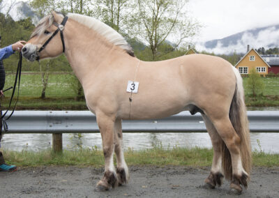 Odals Viking