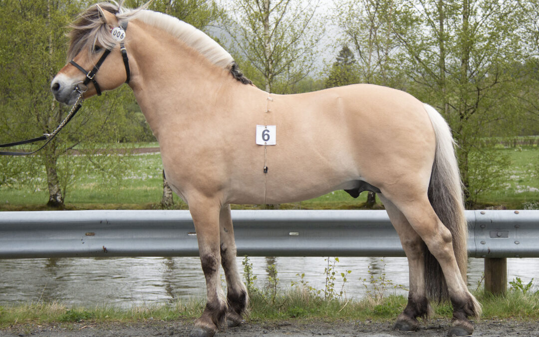 Fleslands Tindre