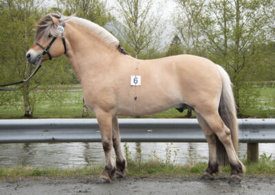 Fleslands Tindre