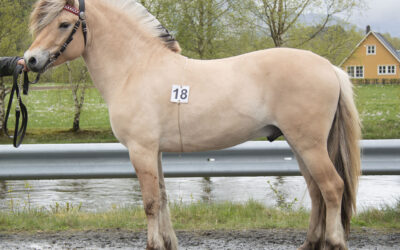 Hingstar til utvida bruksprøve 2026