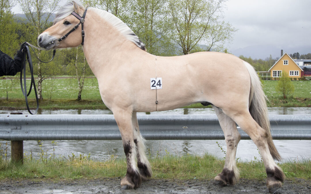 Fjølestad Odin