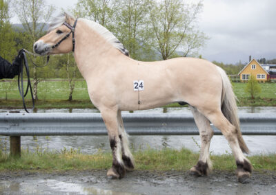 Fjølestad Odin