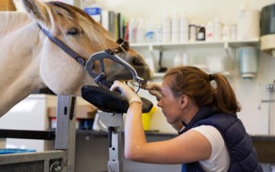 Ulvetenner som ikkje blir trekt kan gi store smerter